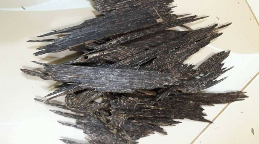 Get to know Agarwood, the Expensive Original Indonesian Wood